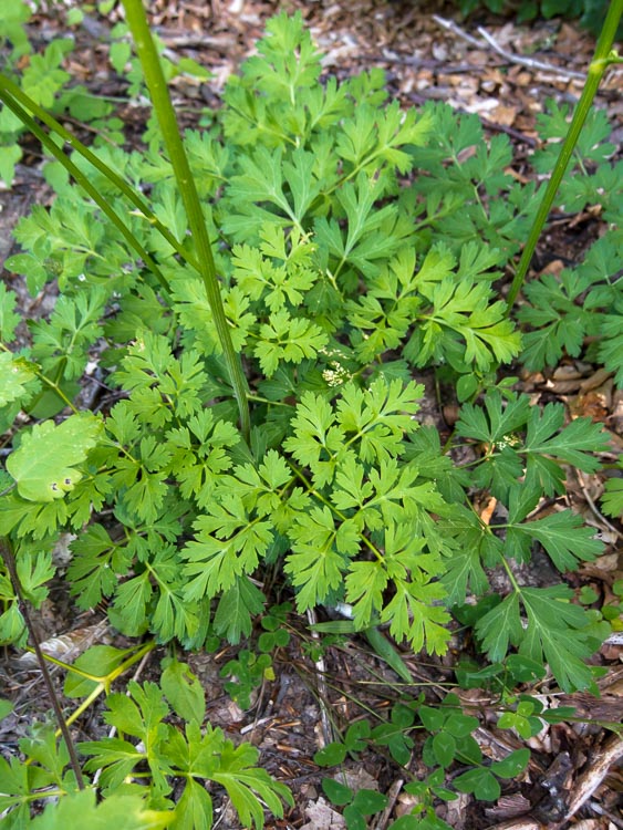 Physospermum cornubiense / Fisospermo di Cornovaglia